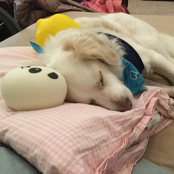 Meet your Posher, Daniella - Picture 1 of 1